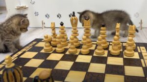 Avete mai visto due gattini che giocano a scacchi? Loro sì che sono dei campioni