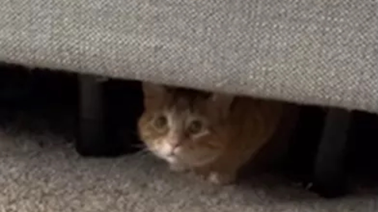 Gatto si nasconde sotto il letto