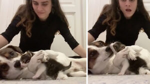 Il nuovo gattino è riuscito in un’impresa incredibile: riempire il vuoto nella vita di questo cane dopo il lutto