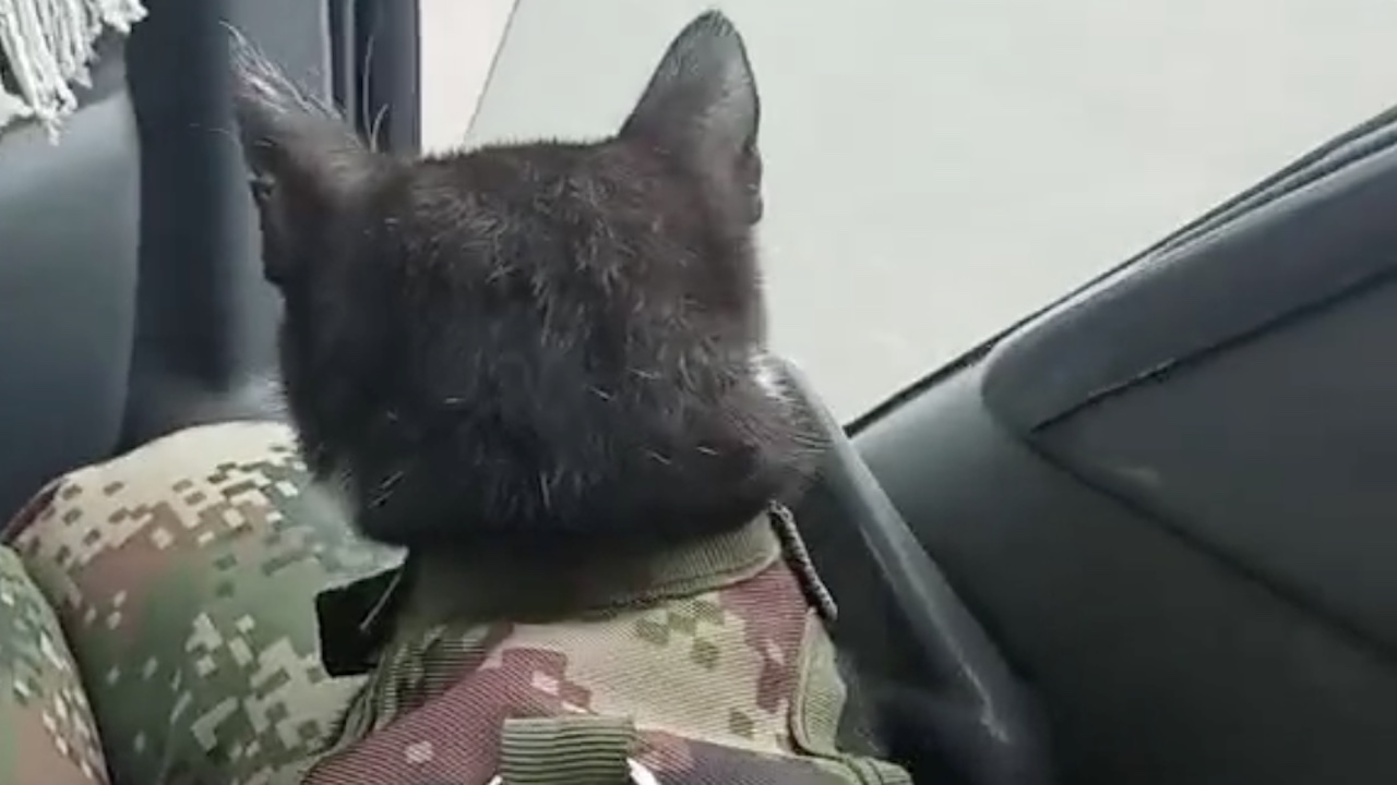 Gatto con la divisa da militare