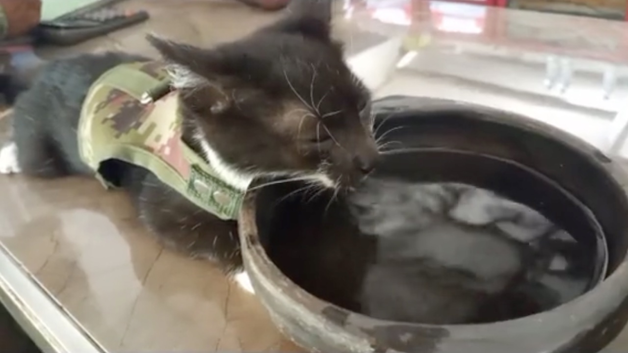 Gatto beve l'acqua