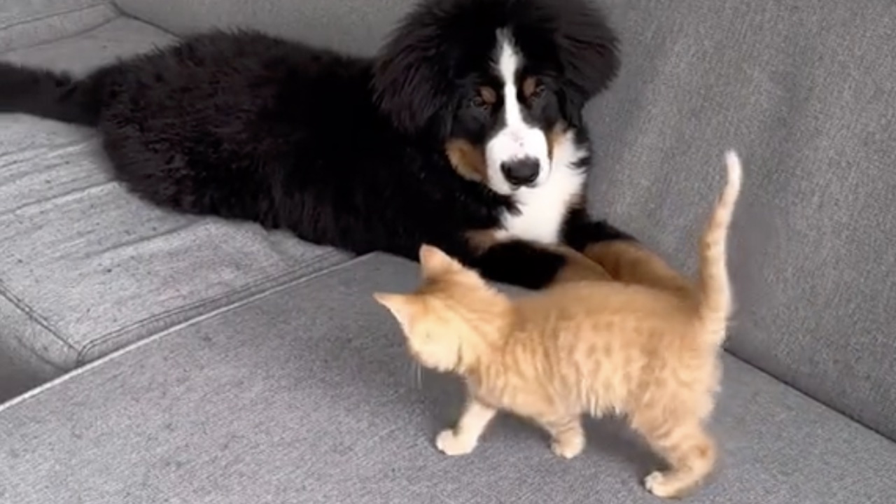 Gattino con cucciolo di cane