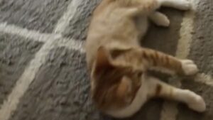 L’adorabile gattino “muore” ogni volta che il padrone gli punta contro le dita: è esilarante