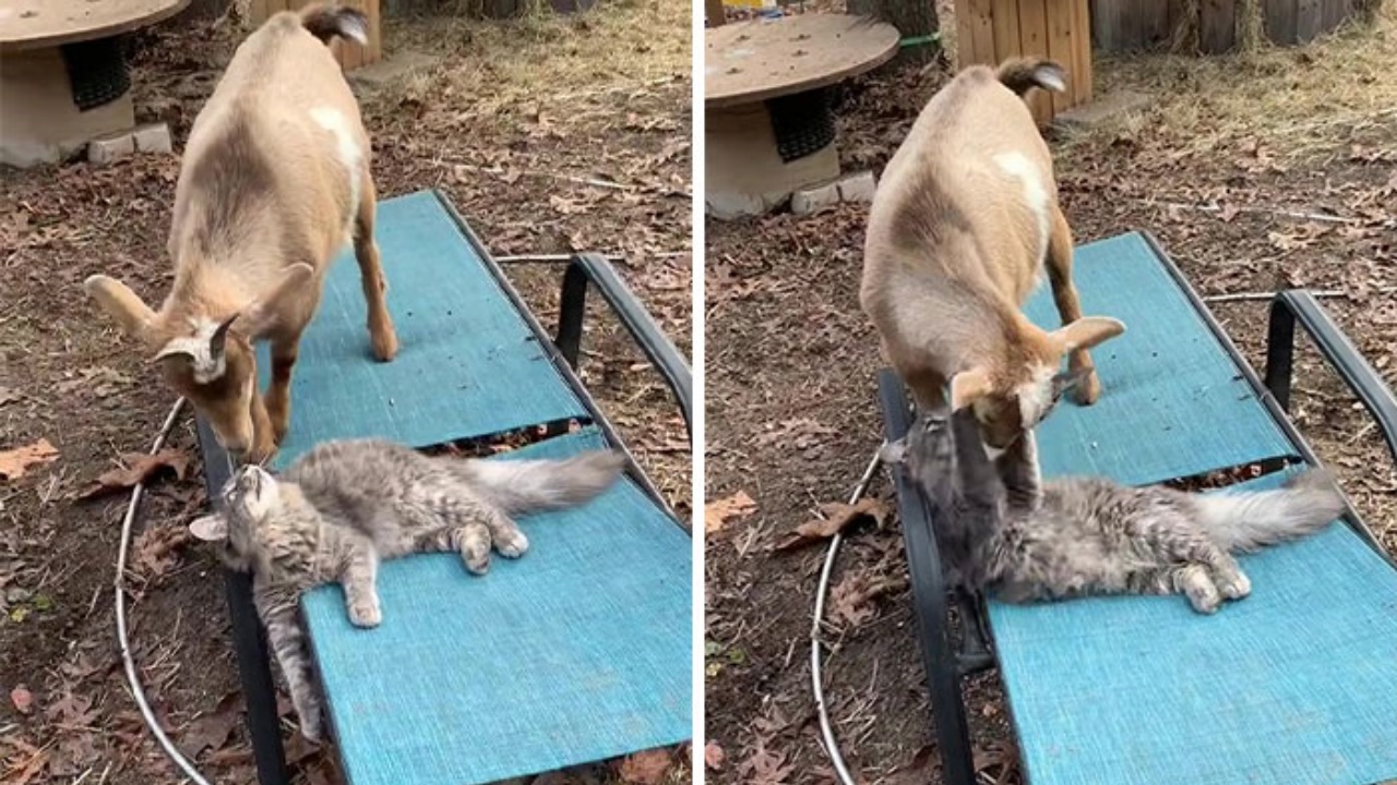 Il gatto e la capra