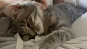 Il suo gatto si comporta in modo strano, quindi la donna decide di fare un test di gravidanza