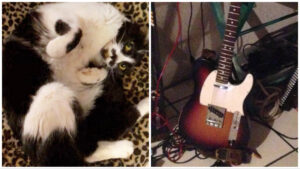 Gatto e chitarra