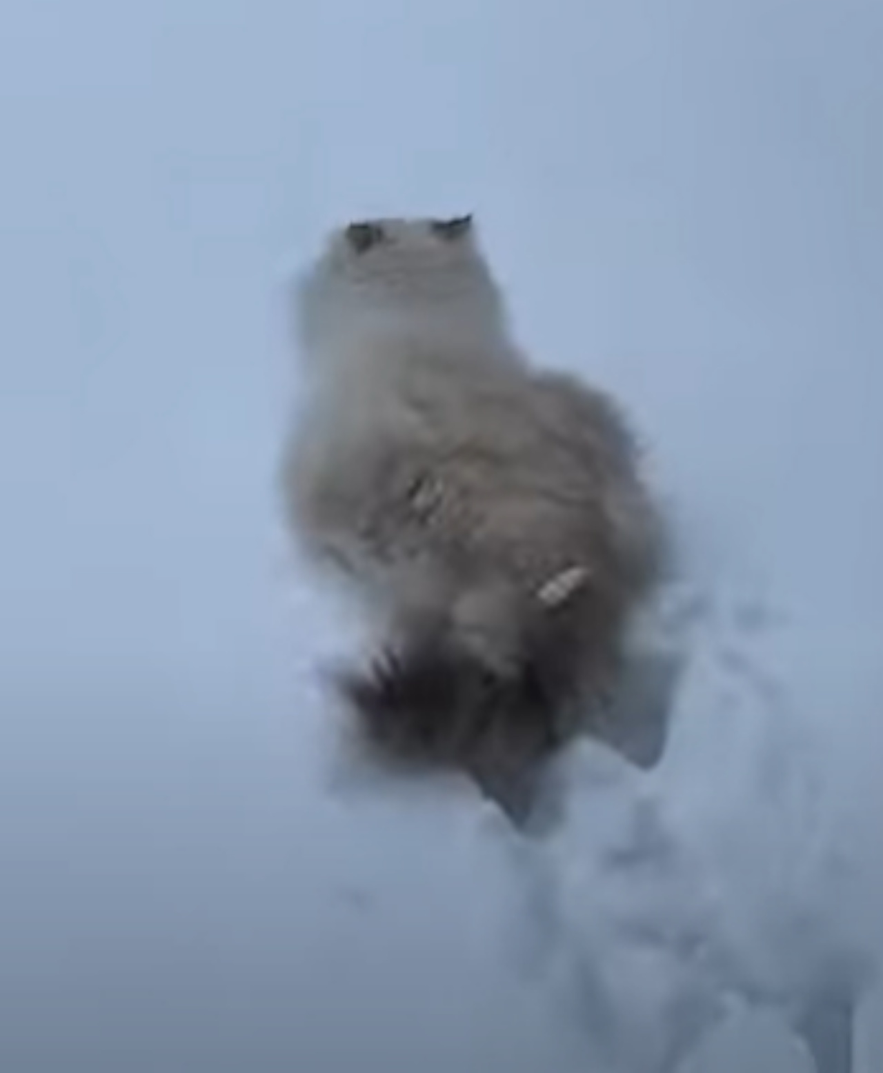 Gattino corre nelle neve