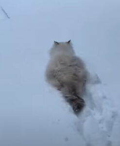 Chiamatelo gatto delle nevi: questo micio vorrebbe passare tutto il giorno a scorrazzare fuori