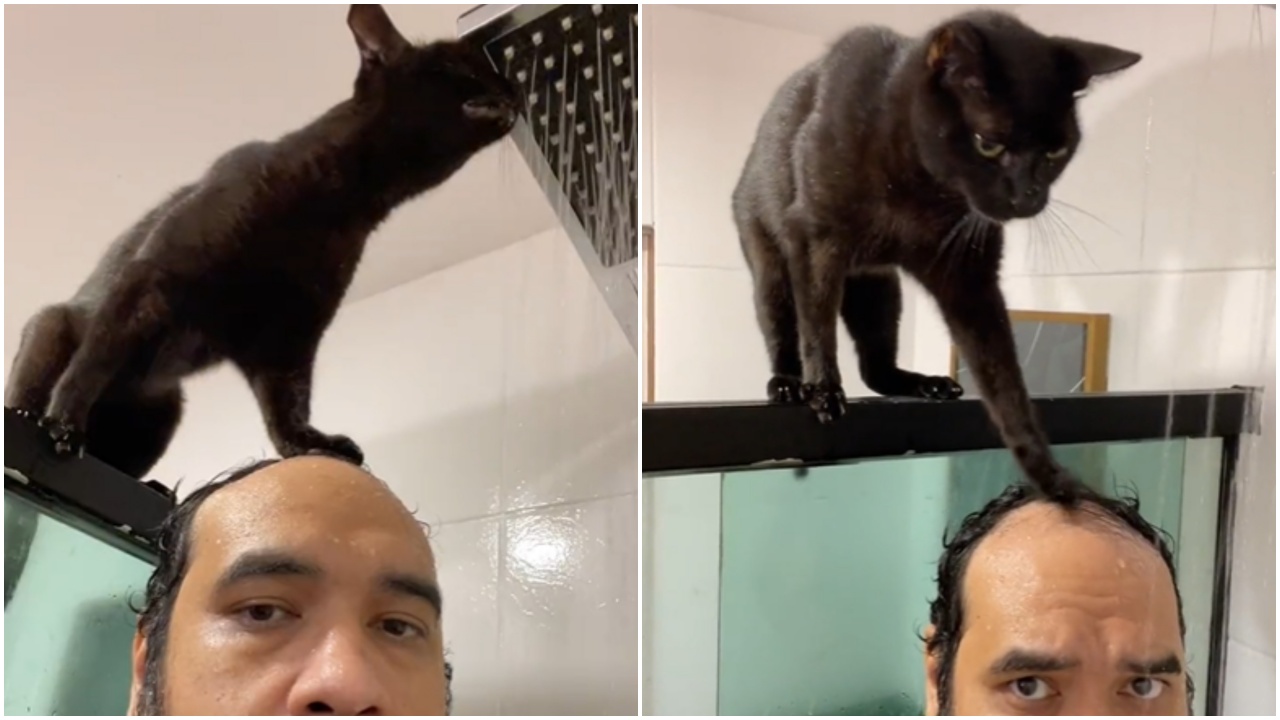 Gatto beve acqua dalla doccia