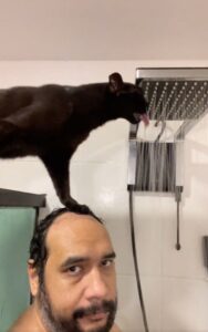 Gatto si arrampica sulla testa del proprietario