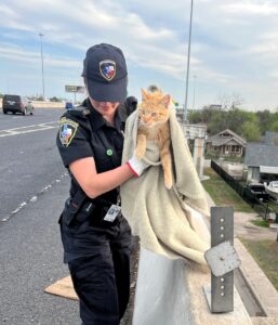 Si è inerpicato nel posto più impensabile: questo gatto è stato salvato, ma che paura