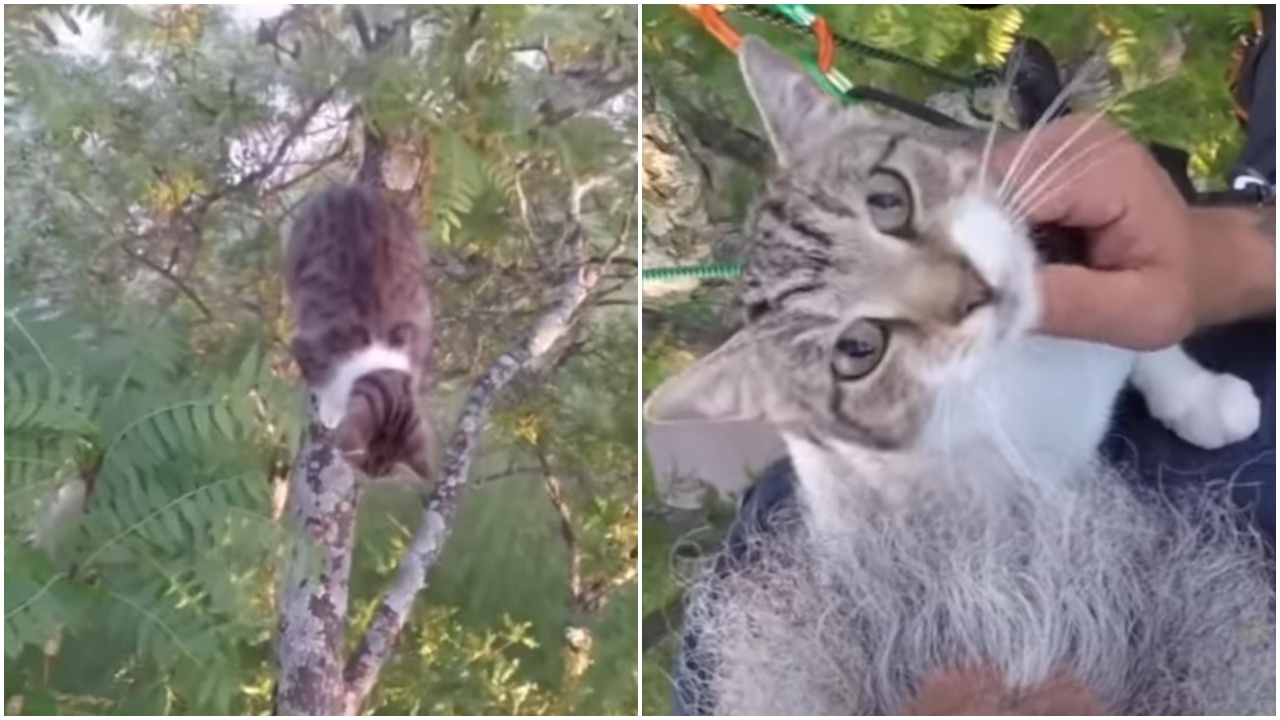 Gatto si arrampica in cima ad un albero