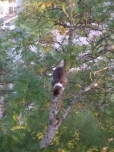 È rimasto per tre giorni sulla cima di quest’albero: nessuno sapeva come far scendere questo gatto