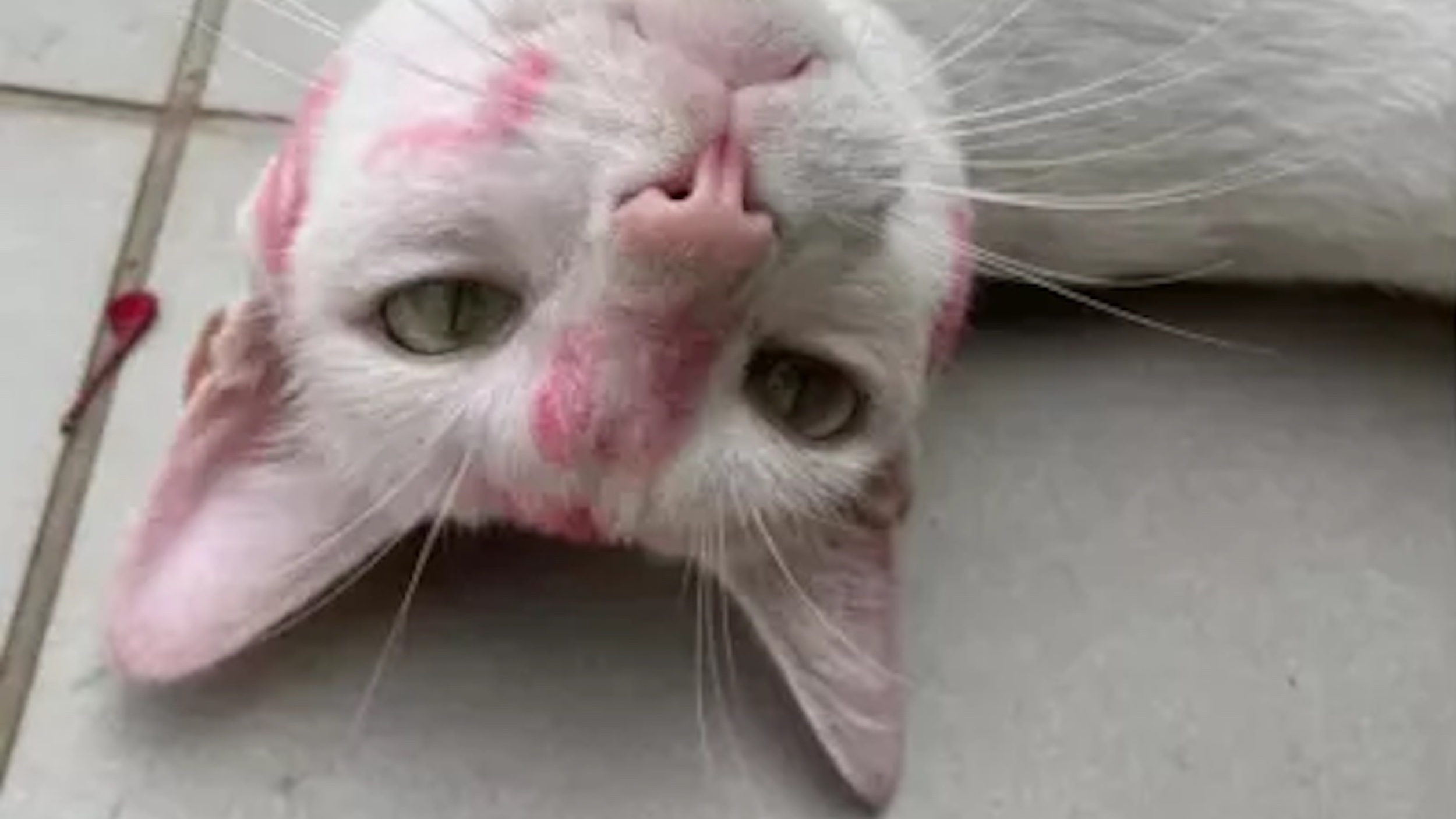 Baci di rossetto sul gatto