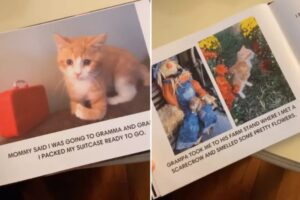 Hanno creato un libro personalizzato tutto per lui: questo gattino è davvero l’amore della sua famiglia
