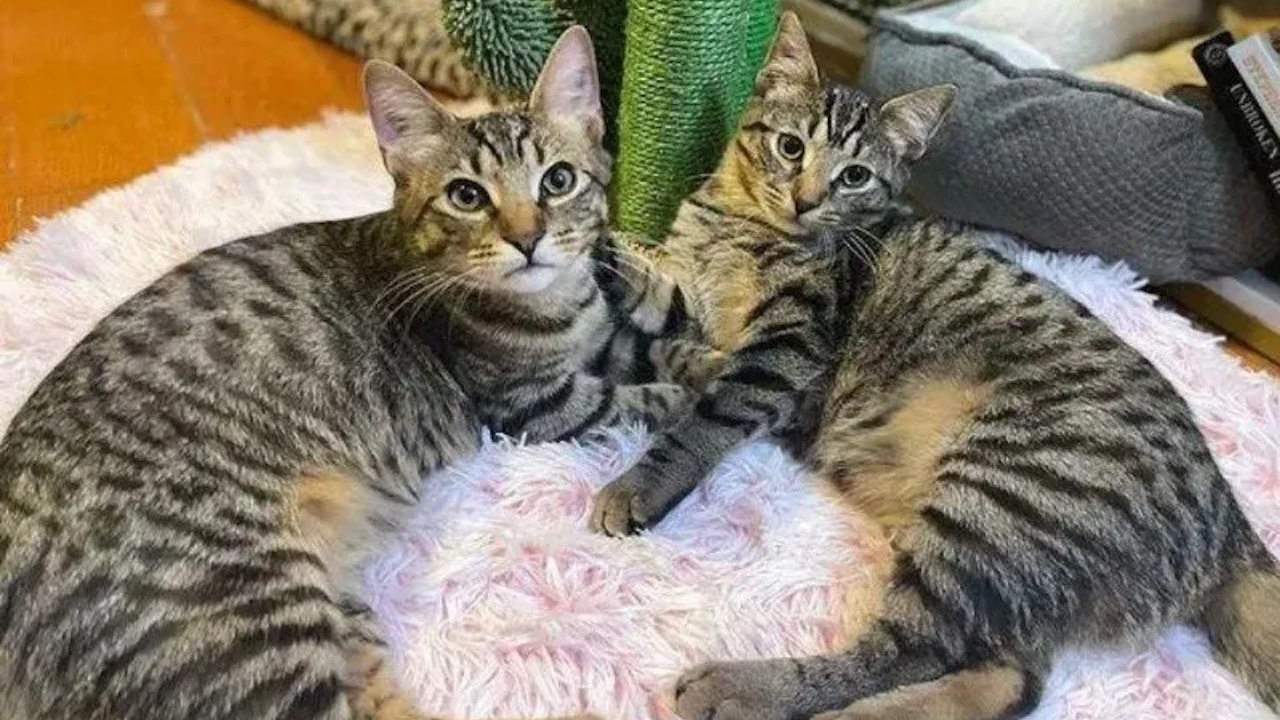 Coppia di gatti gemelli