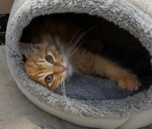 Il gattino che non voleva farsi prendere dai volontari ha cambiato vita: ha trascorso 20 giorni in fuga