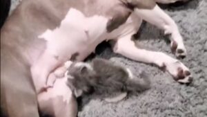 Il gattino confuso cerca di farsi allattare dalla Pitbull: “Ehi, sono il tuo bambino”