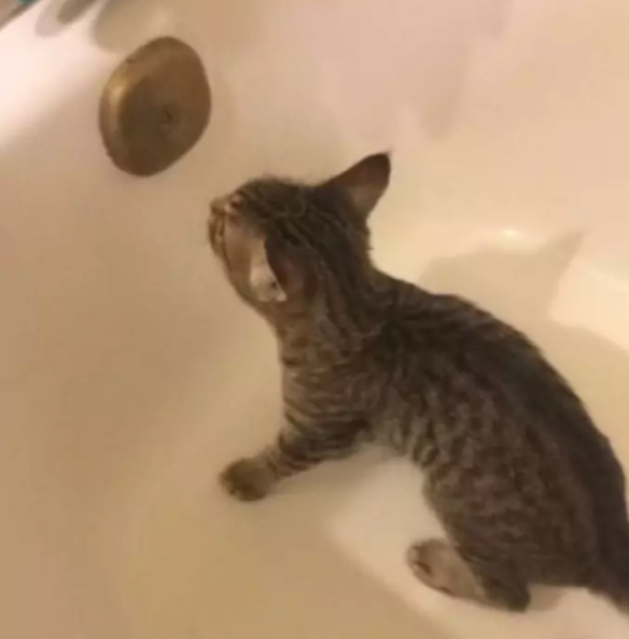 Gatto nella vasca
