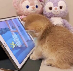 gattino e tablet