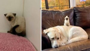 La gattina molto triste e arrabbiata si trasforma grazie all’aiuto di un Labrador gigante