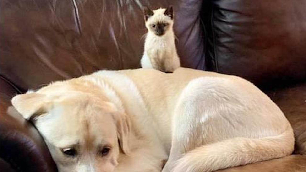 Gattino sulla schiena del Labrador