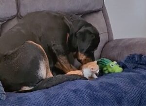 Il gattino viene catturato dal Rottweiler, che lo tiene fra i denti: vediamo cosa succede dopo
