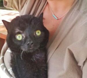 Il gatto con idrocefalo ha trovato il suo lieto fine grazie alla donna che gli ha salvato la vita