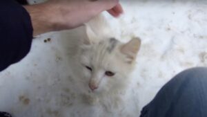 Il gatto è così grato quando riceve un regalo da uno sconosciuto: mostra la sua gratitudine