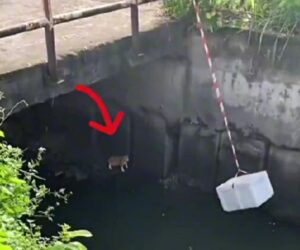 Il gatto è in trappola sotto il ponte: quest’uomo fa di tutto per riuscire a salvarlo