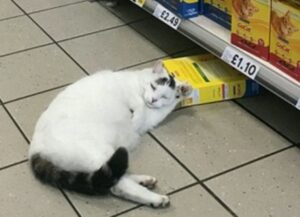 Il gatto entra al supermercato per rubare del cibo, ma finisce per mettersi a dormire
