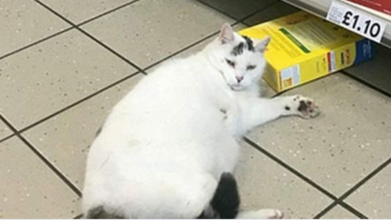 il gatto si addormenta nel supermercato