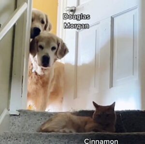 Il gatto ha “ammaestrato” i due Golden Retriever: è lui il boss indiscusso del trio