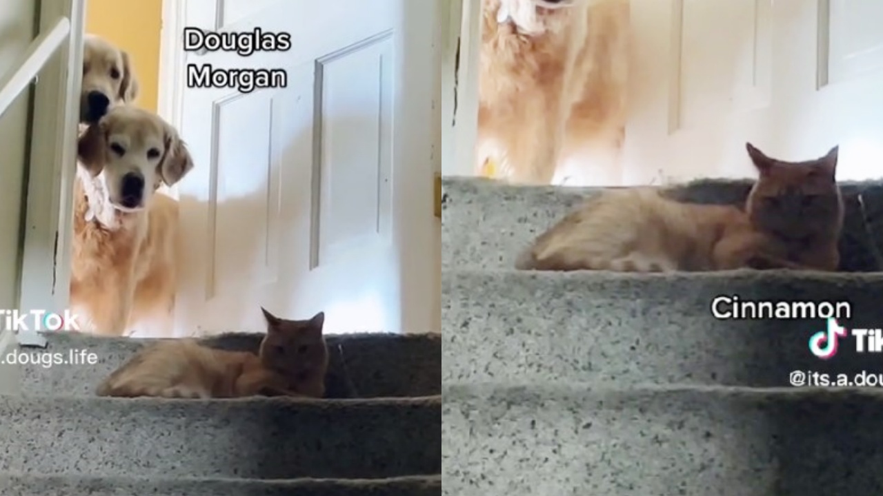 gatto e cagnoloni