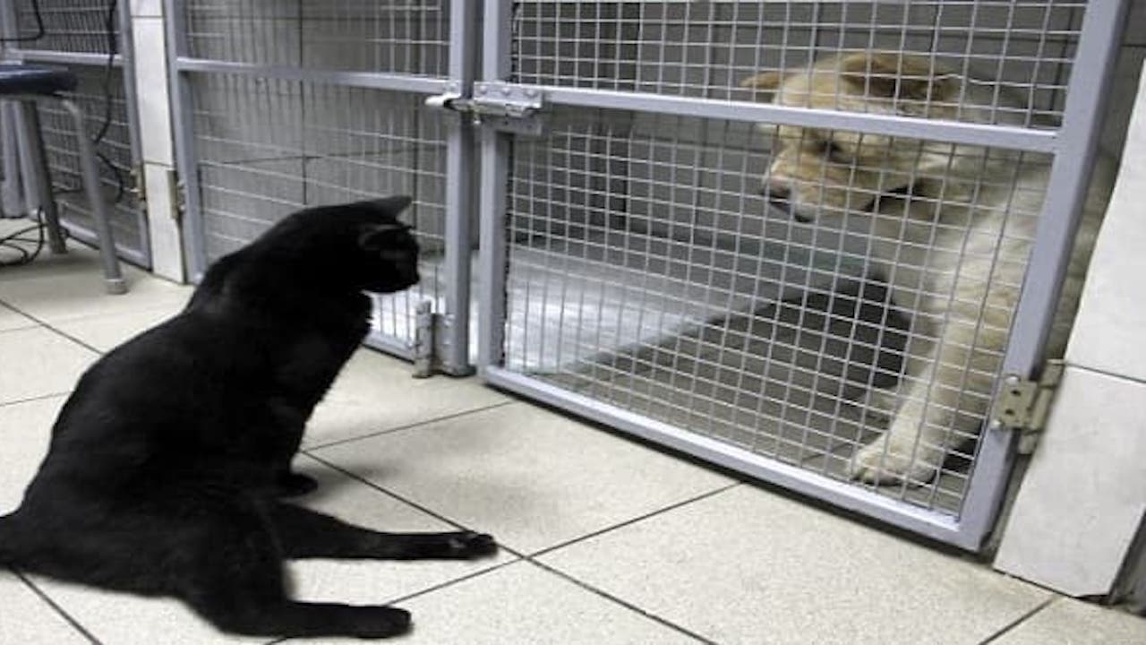 Gatto nero e cane nella gabbia