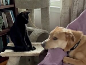 Il gatto non lascia mai in pace il fratellone cagnolone e tutti sono d’accordo: “è un vero istigatore”