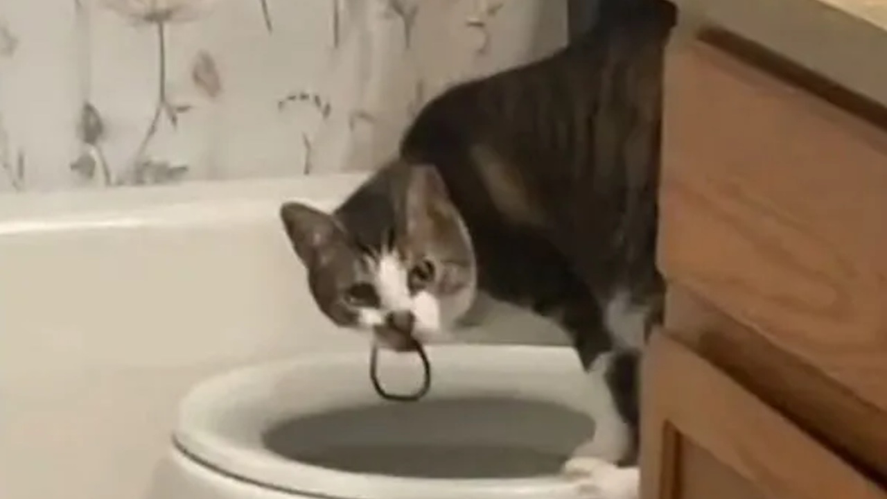 Gatto sta per buttare elastico nel WC