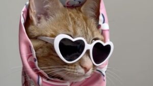 Piccola gatta porta gli occhiali da sole