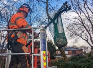 La gattina è stata salvata dopo ben tre giorni di “alloggio” in cima a un albero di 20 metri