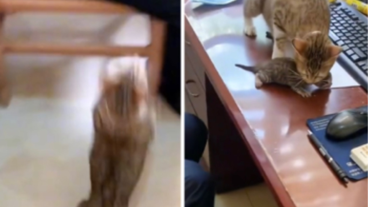 Gatto corre verso la scrivania