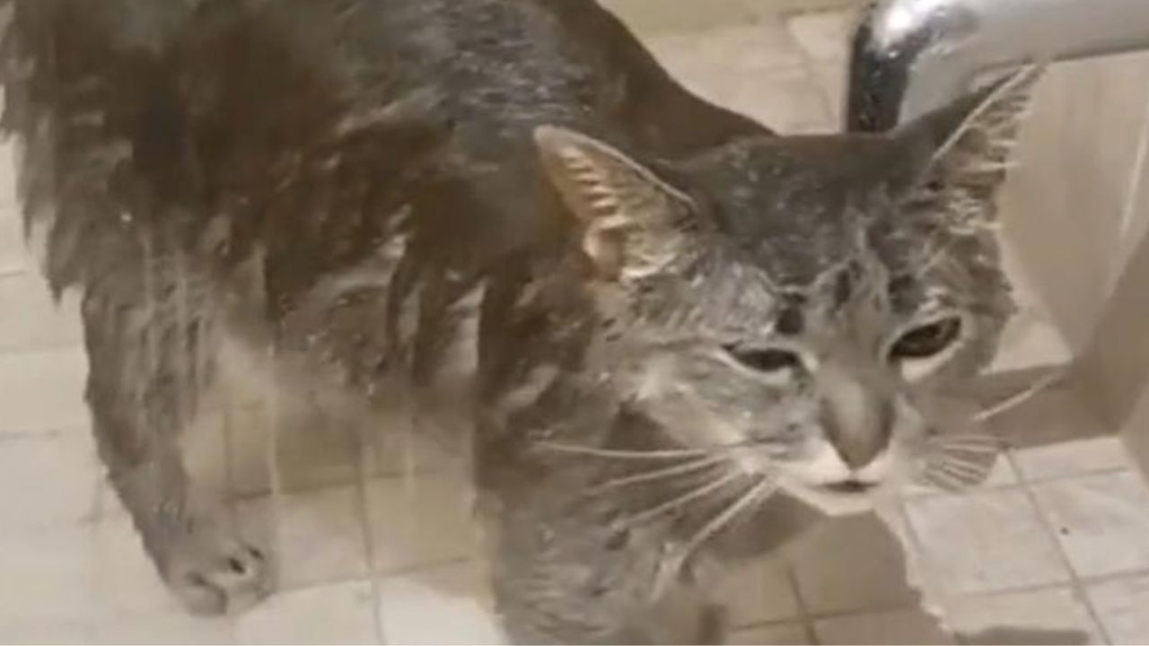 un gatto ama l'acqua