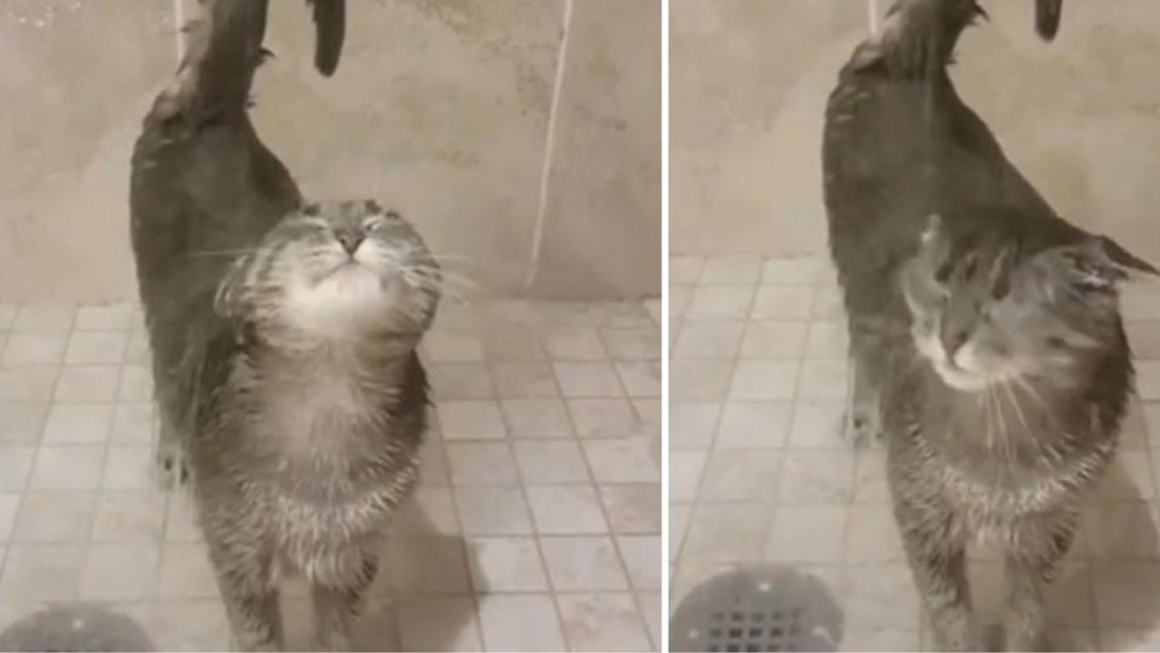 il suo gatto ama fare il bagno