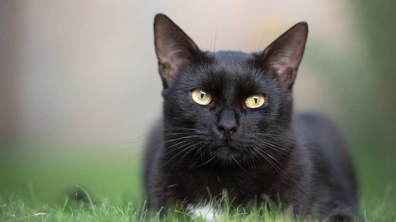 Gatto dal pelo nero