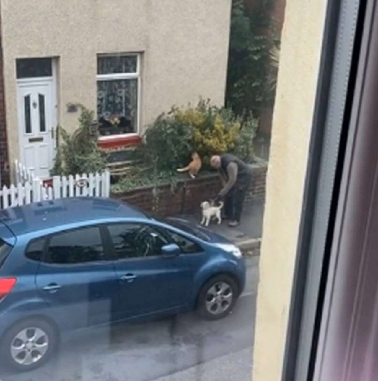 Il proprietario aiuta il cane a salire sul muretto