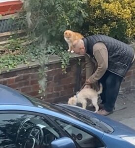 Immortalano un momento dolcissimo: un uomo prova a rendere questo gatto il migliore amico del suo cane