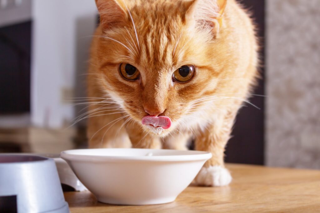 gatto rosso si lecca dopo aver bevuto latte