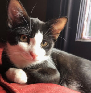 Lei è Mitzi, la gattina il cui grande amore ha tolto per sempre il dolore da un cuore spezzato
