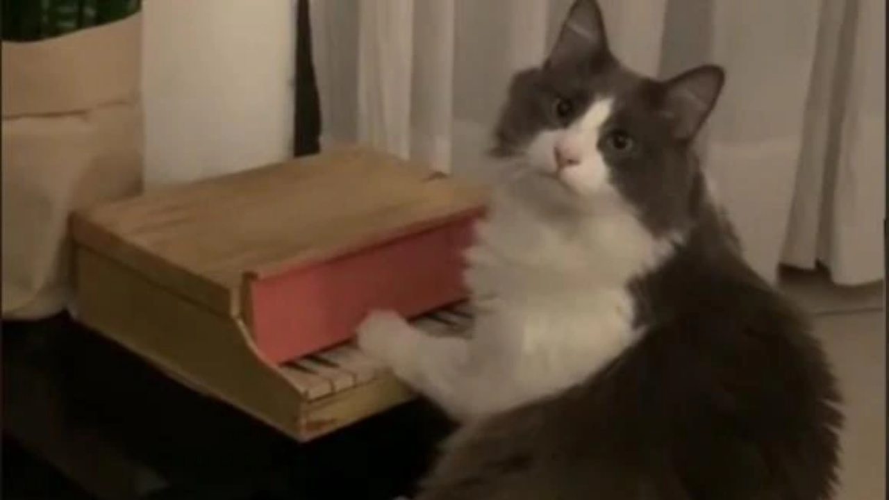 Gatto suona il piano