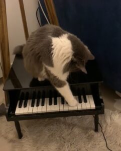 gatto al pianoforte