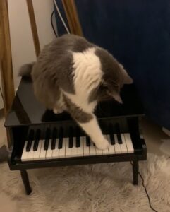 Le sue abilità sono discusse: ecco a voi Lemon, il gatto pianista che incanta tutti